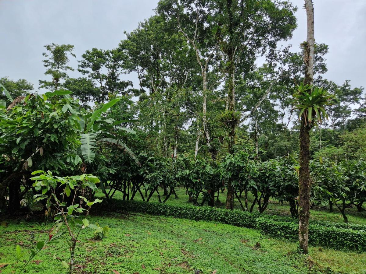 Finca Amistad Cacao Lodge Bijagua Zewnętrze zdjęcie