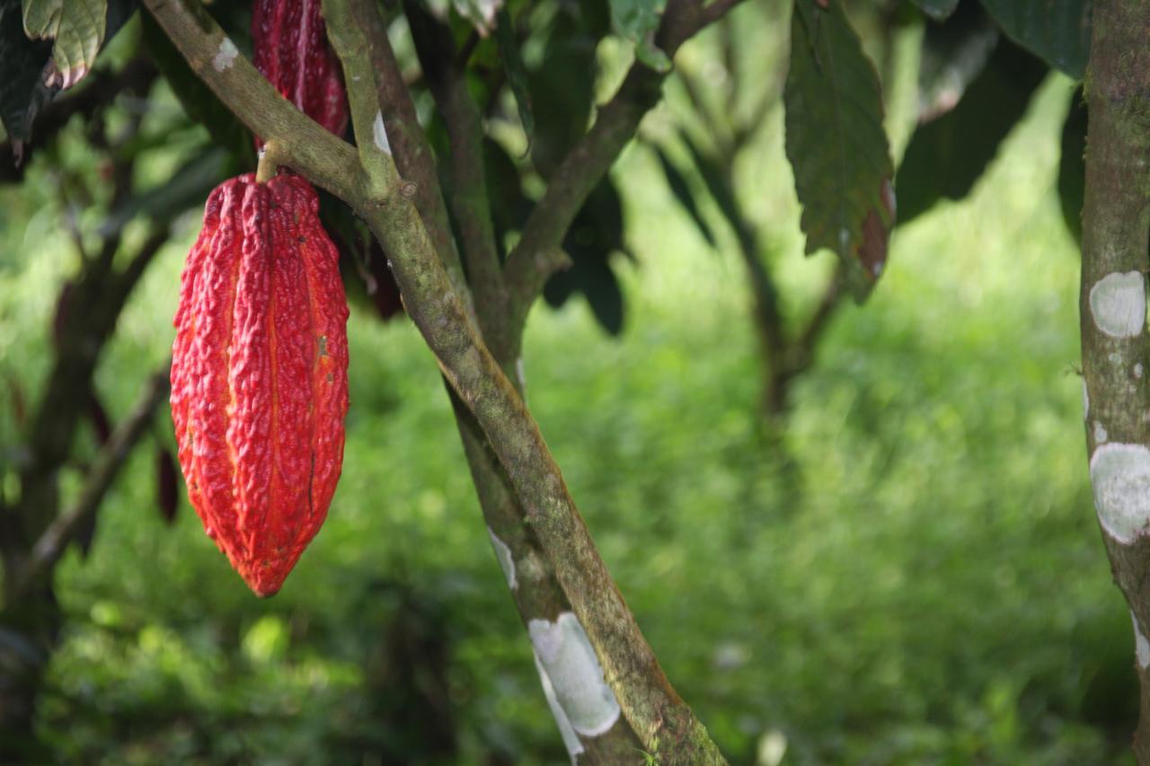 Finca Amistad Cacao Lodge Bijagua Zewnętrze zdjęcie