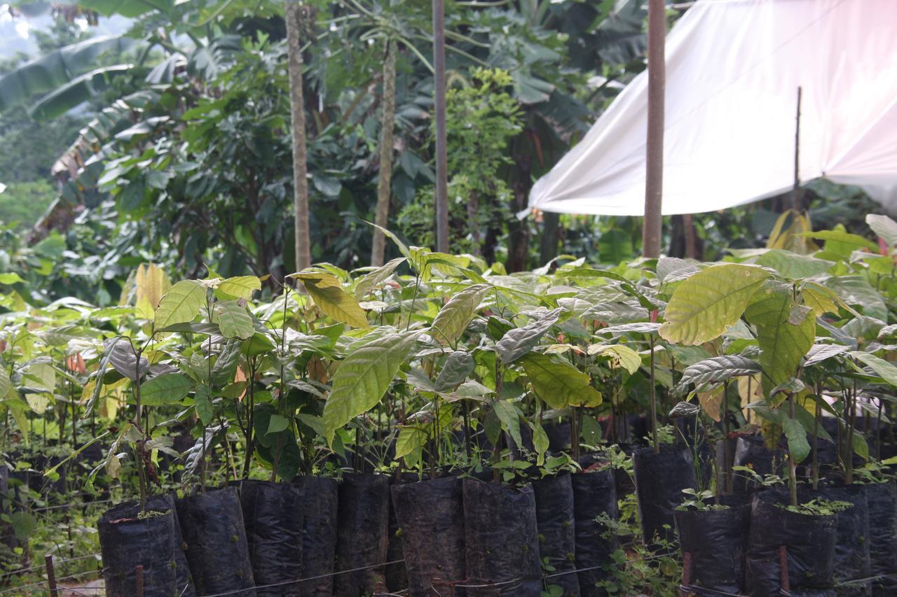 Finca Amistad Cacao Lodge Bijagua Zewnętrze zdjęcie