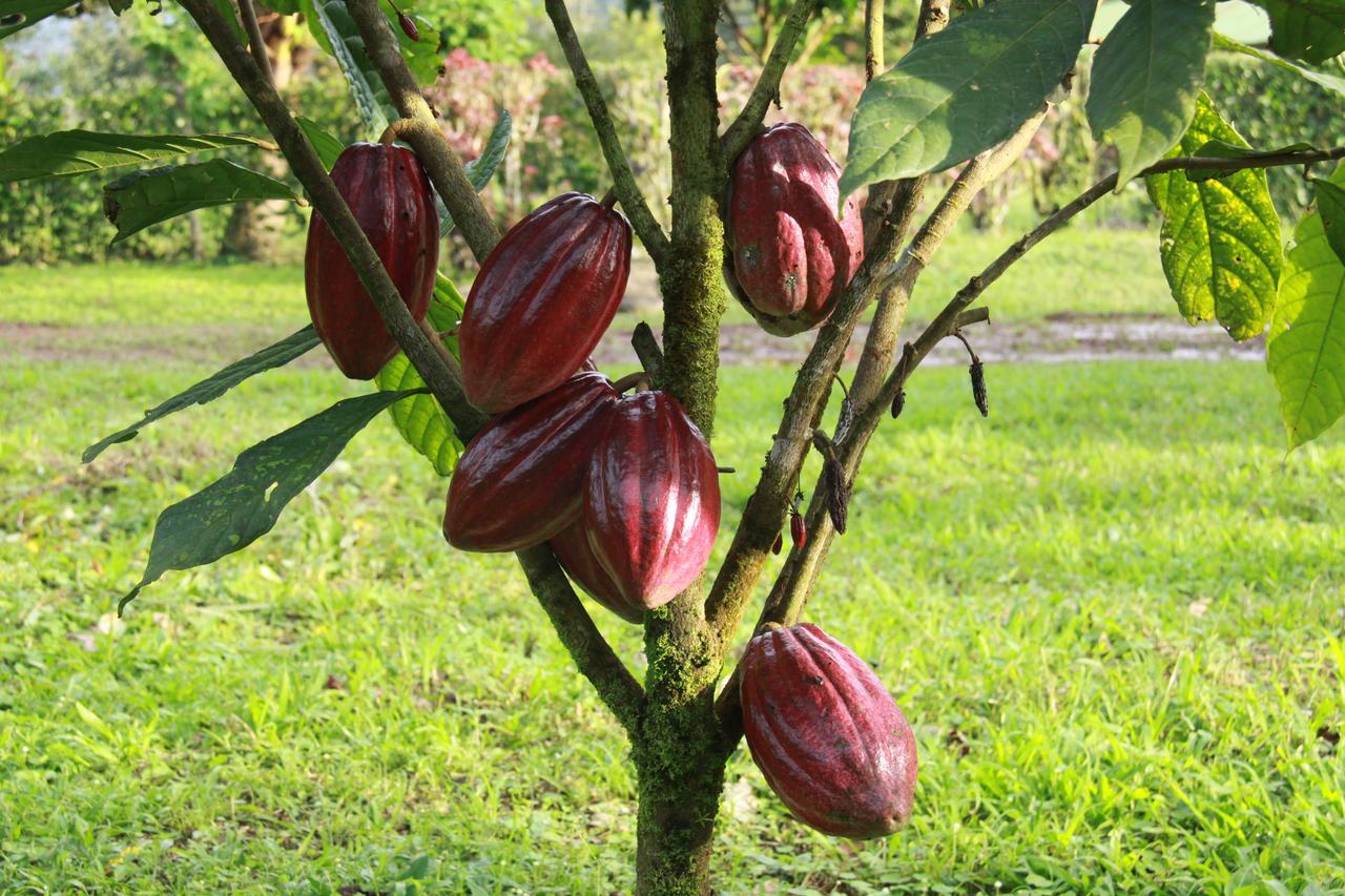 Finca Amistad Cacao Lodge Bijagua Zewnętrze zdjęcie