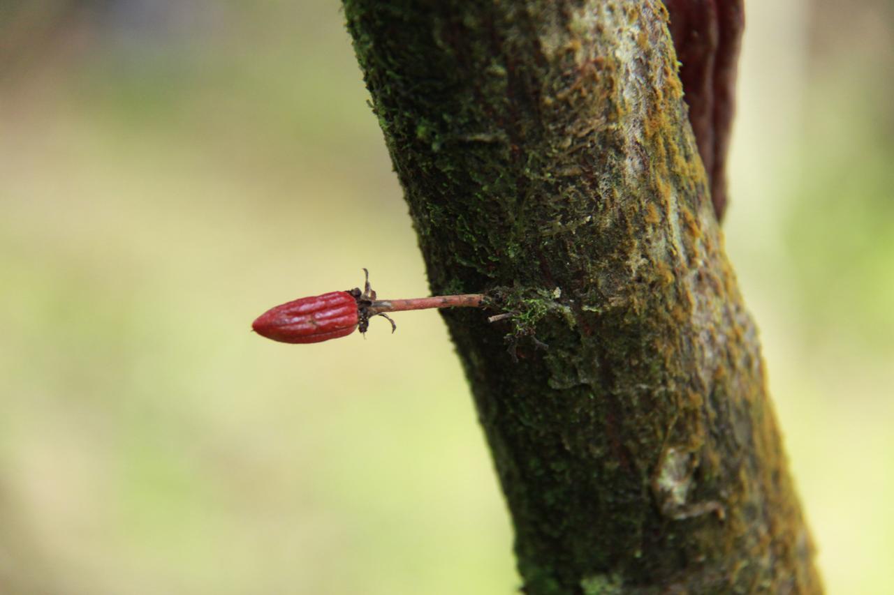 Finca Amistad Cacao Lodge Bijagua Zewnętrze zdjęcie