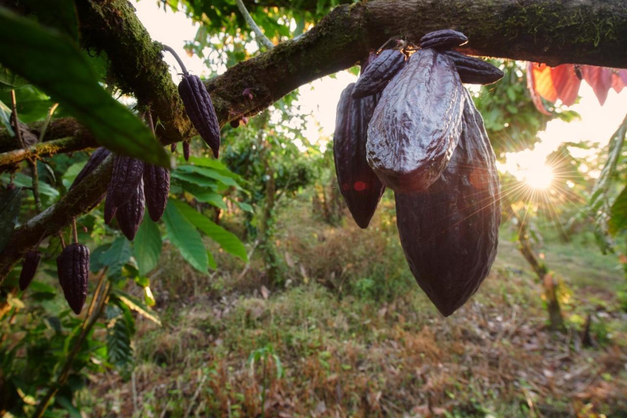 Finca Amistad Cacao Lodge Bijagua Zewnętrze zdjęcie